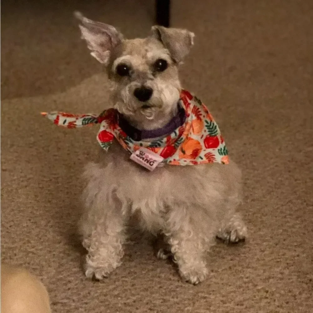 Small dog Colorful Patterned Bandanas Set of 12